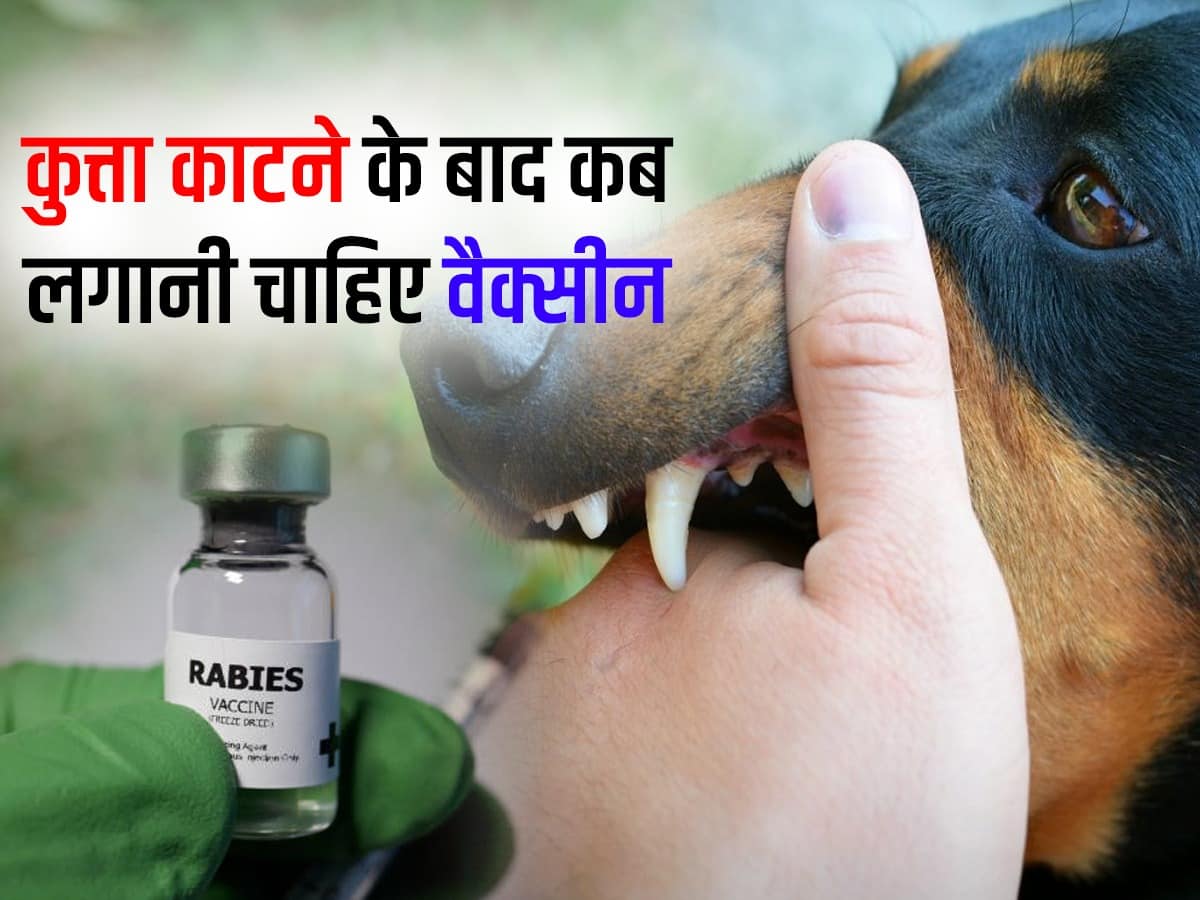 कुत्ता काटने के कितनी देर बाद लगवाना चाहिए इंजेक्शन, इन लक्षणों से पहचानें कुत्ते को रेबीज है या नहीं